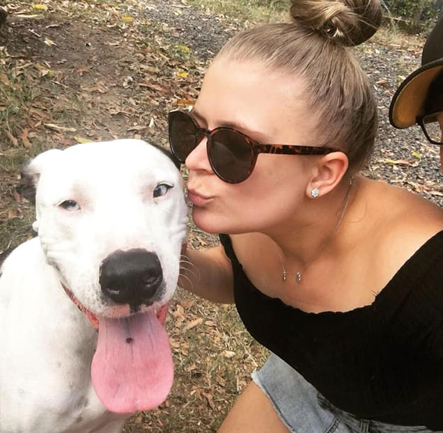 adorabull Pepper in her foster home RSPCA